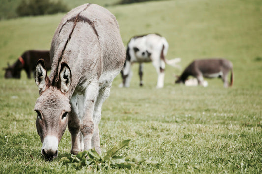 Nachhaltige Landwirtschaft von Eselmilch