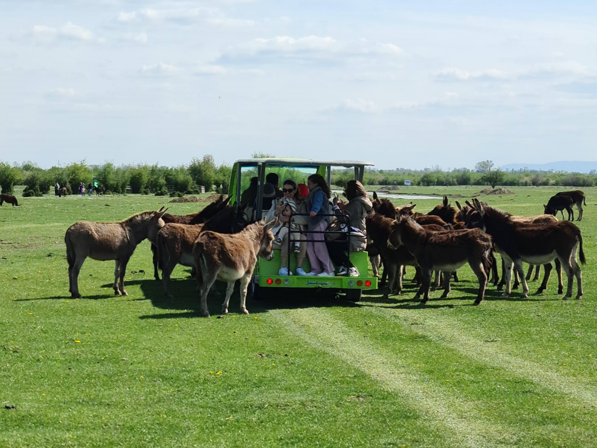 Esel und Besucher auf unserer nachhaltigen Eselsfarm