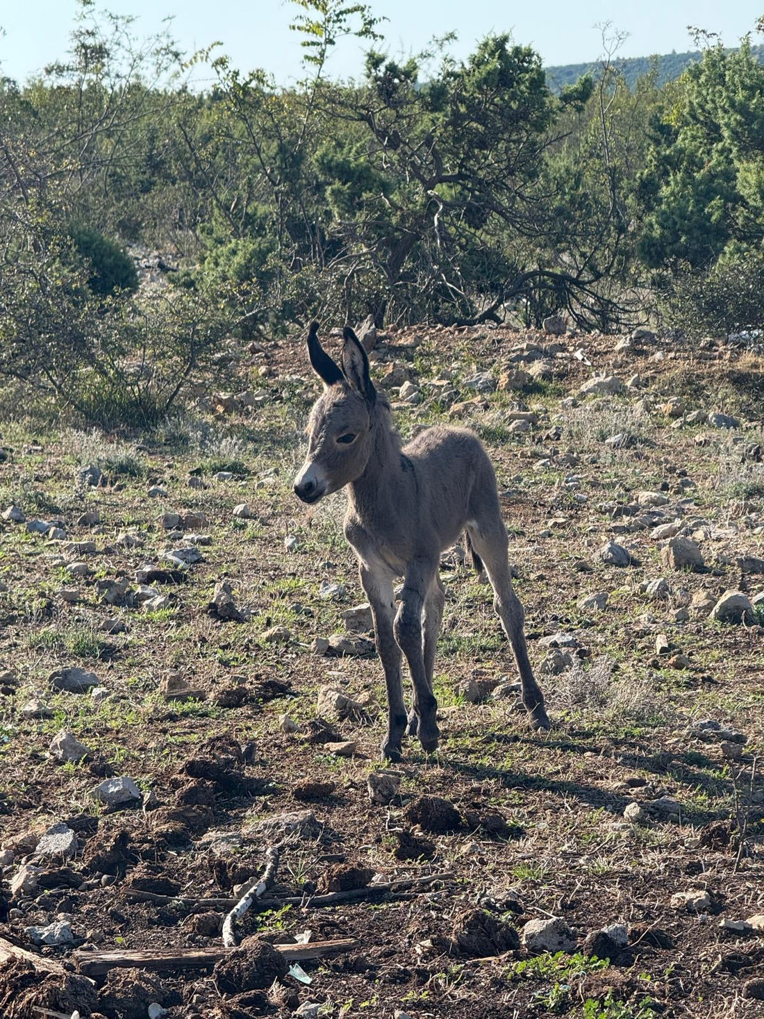 Esel Fohlen auf der Weide 