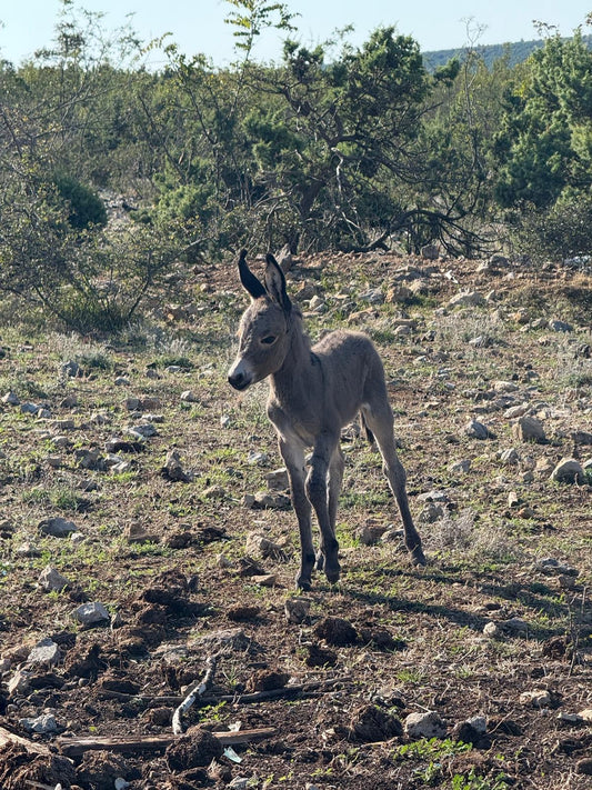 Esel Fohlen auf der Weide 