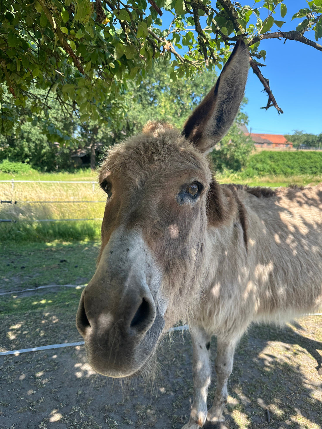 Haben Esel Gefühle? Was Tierhalter über Emotionen, Eifersucht und Sozialverhalten wissen sollten