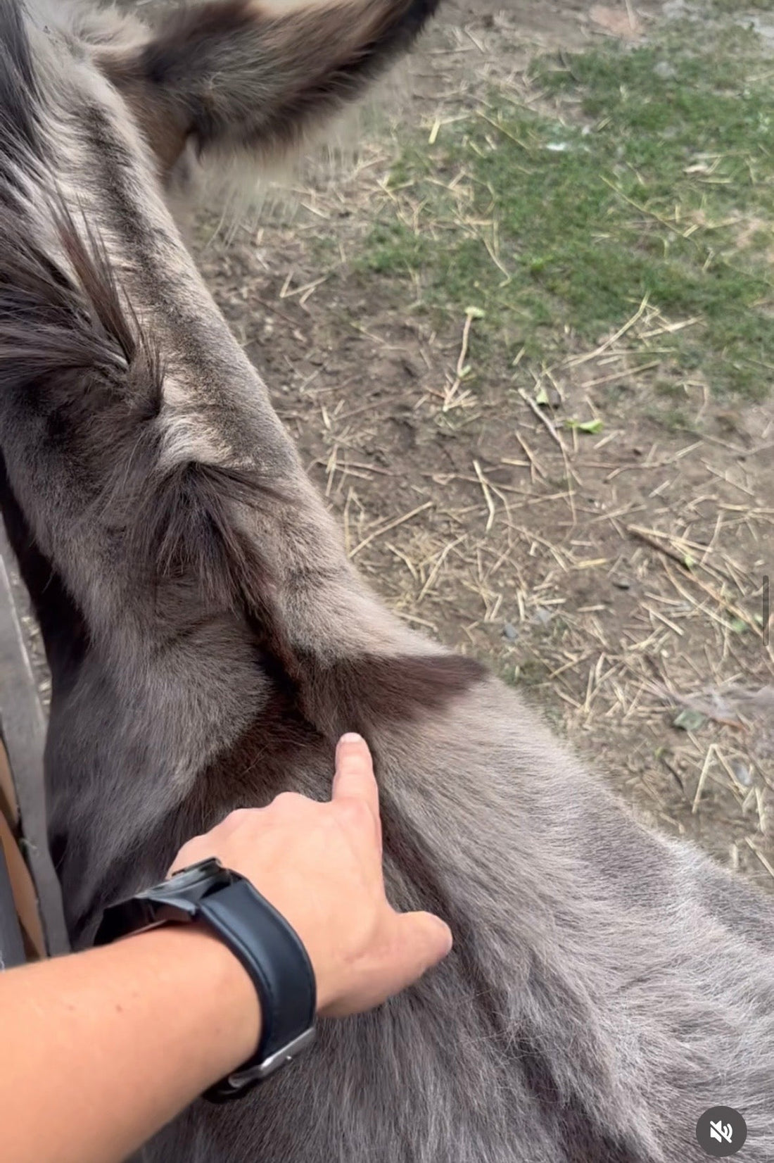 Das Kreuz auf dem Eselrücken: Woher es kommt