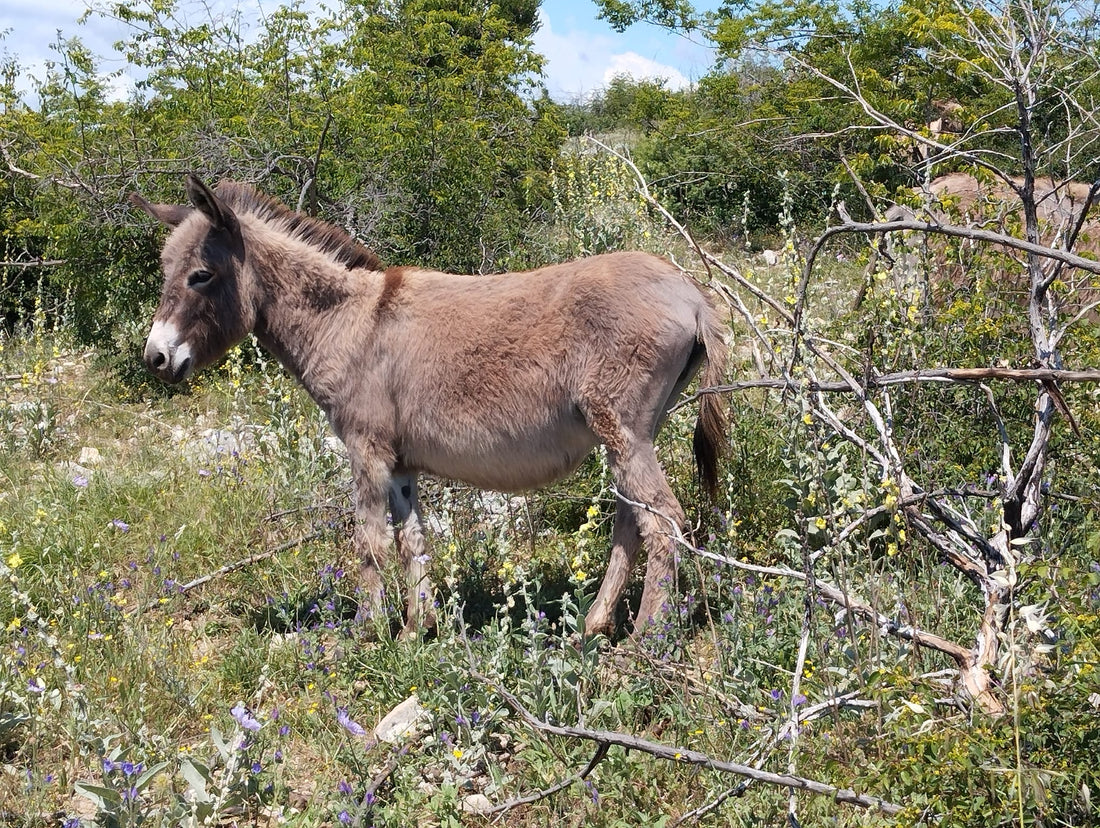 Eselhaltung bei Don Donkey’s