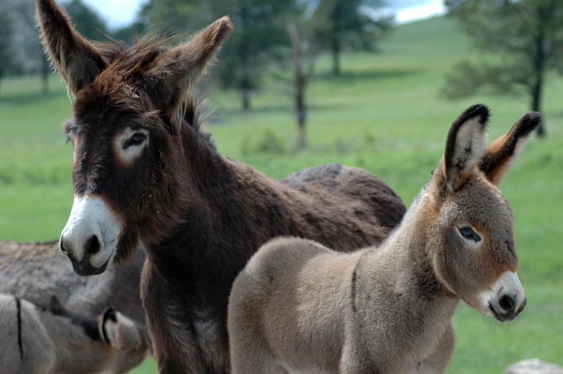 Eselstute mit Fohlen auf der Weide – DON DONKEY’S® Milchjournal