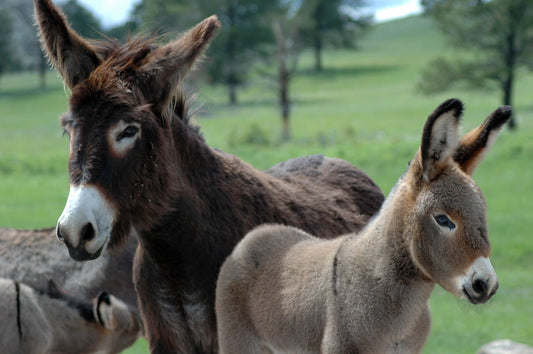 Eselstute mit Fohlen auf der Weide – DON DONKEY’S® Milchjournal