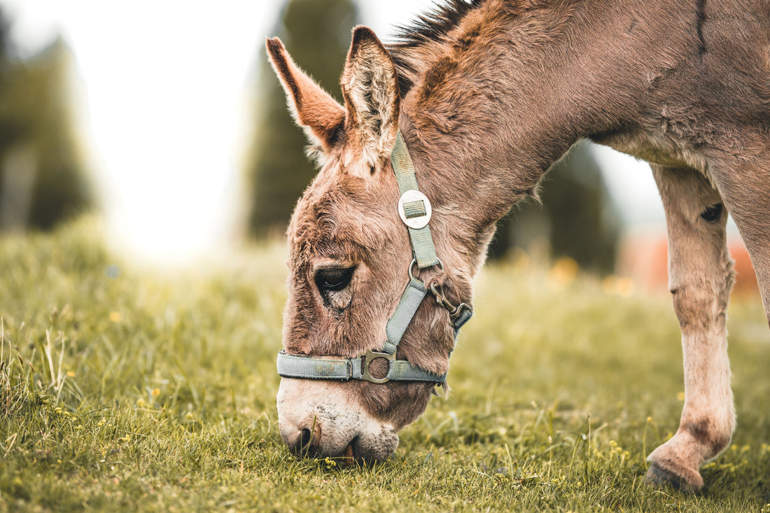 Grauer Esel beim Grasen auf einer Weide – Symbolbild zum Ernährungsjournal
