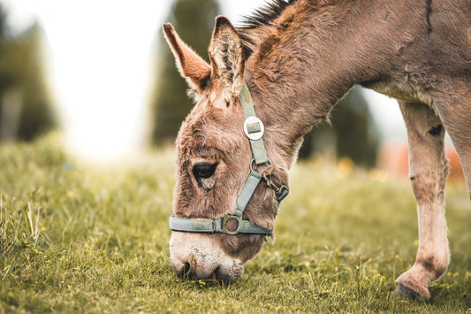 Grauer Esel beim Grasen auf einer Weide – Symbolbild zum Ernährungsjournal