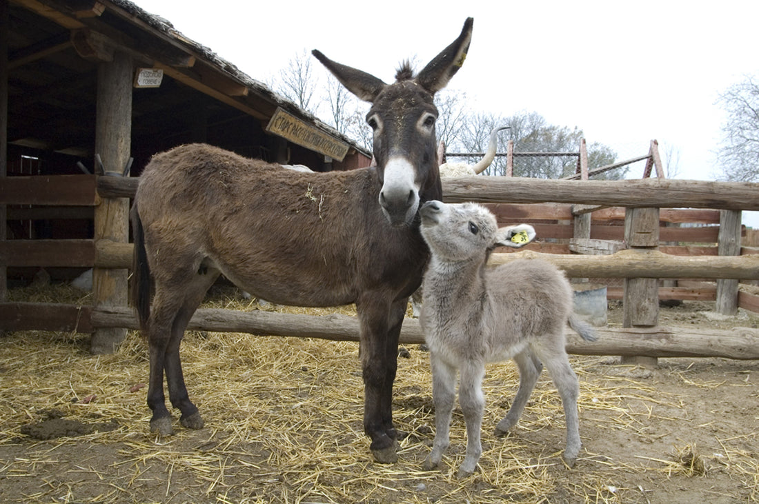 Eselstute mit Fohlen 