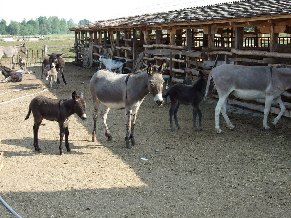 Ethische Praktiken bei Don Donkey's