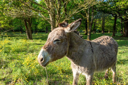 Stutenmilch oder Eselsmilch? Unterschiede, Nährwerte & Geschmack
