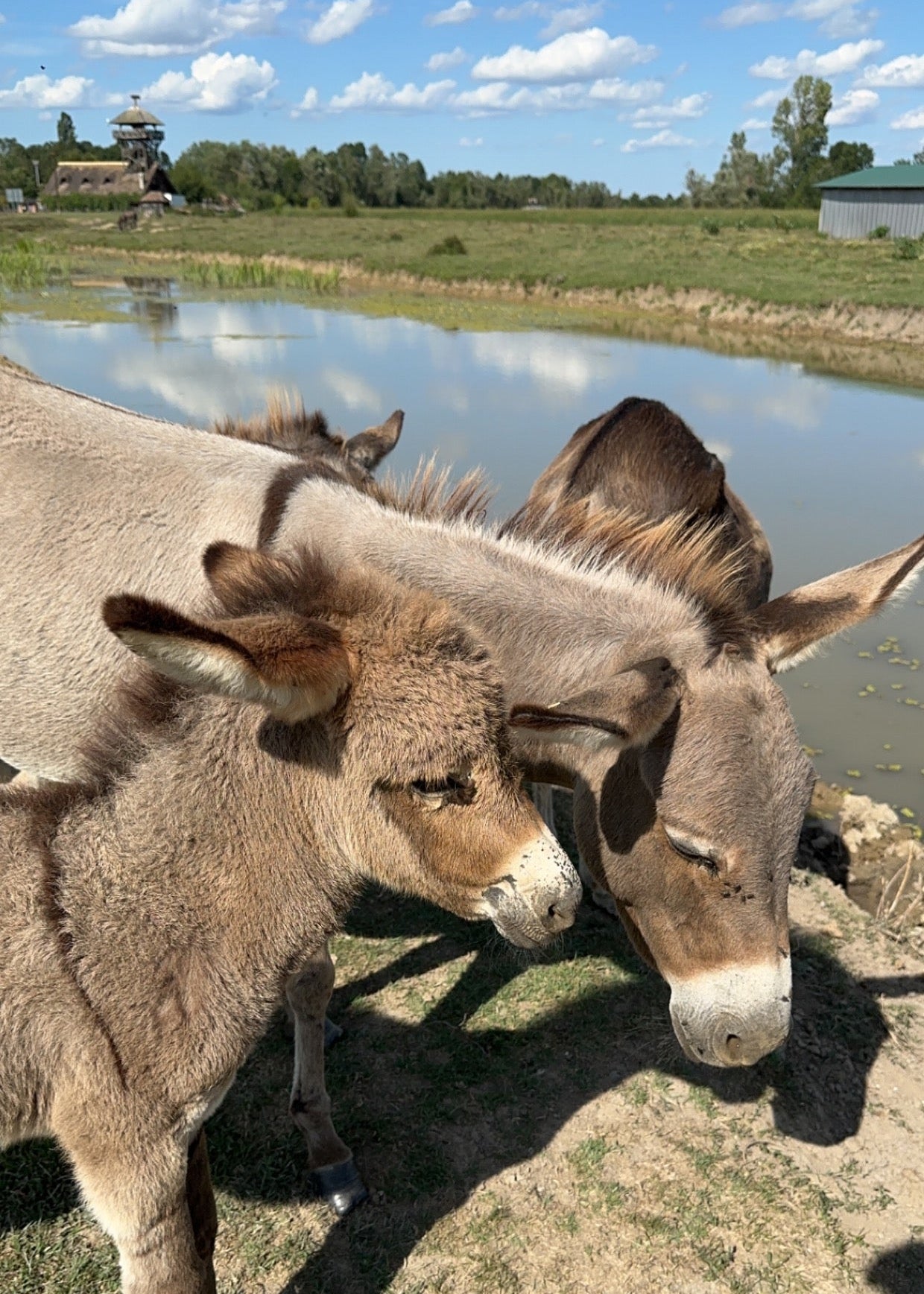 Esel auf einer sonnigen Weide einer Don Donkey's® Partnerfarm mit natürlicher Haltung und mediterraner Landschaft.