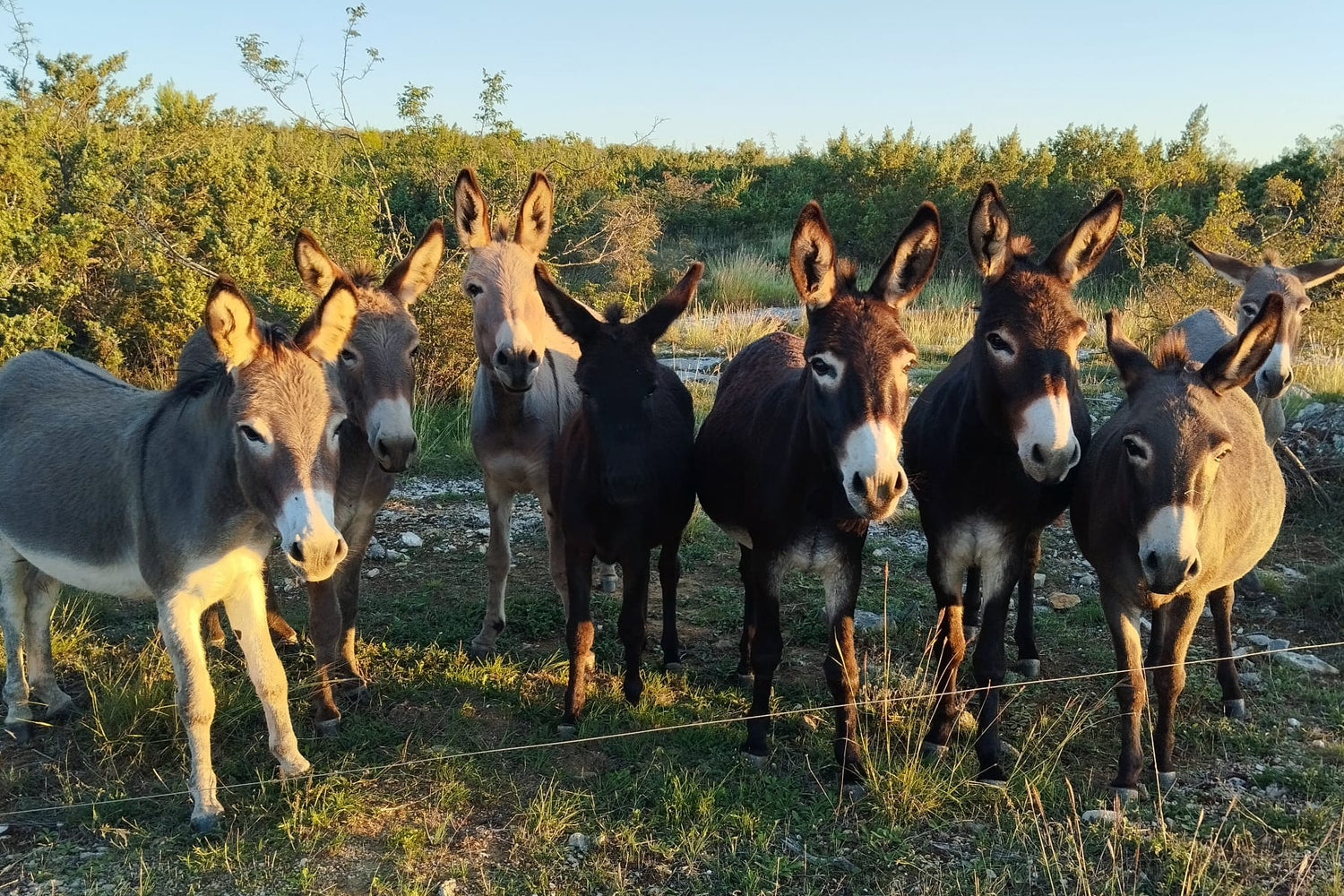 Eselinnen in artgerechter Freilandhaltung — DON DONKEY'S Partnerhof Europa