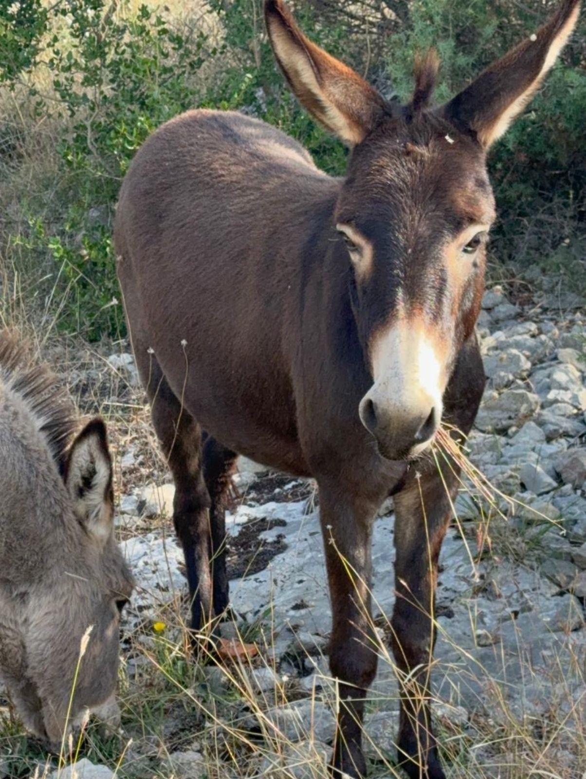 Bella aus der Don Donkey's Herde in artgerechter Eselhaltung auf natürlicher Weide