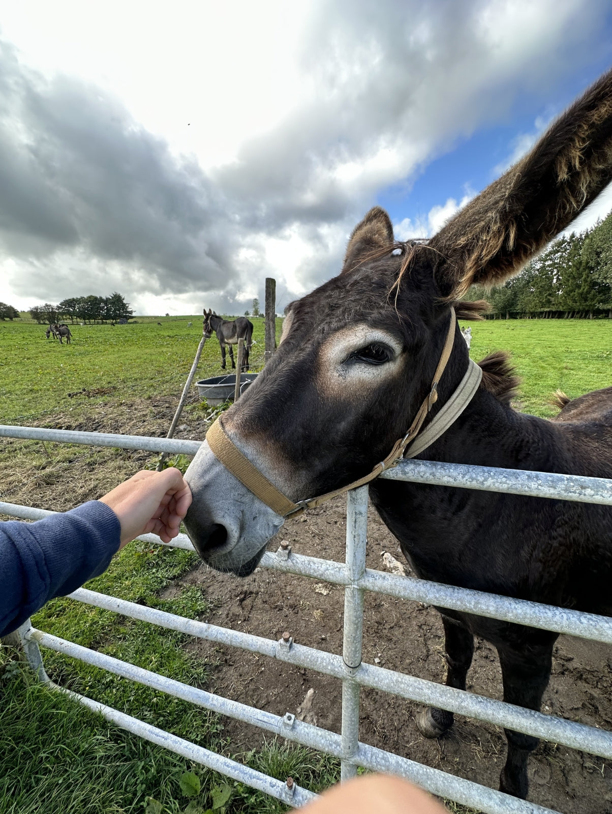 Laila gehört zu den Eseln von Don Donkey's und lebt in natürlicher artgerechter Haltung