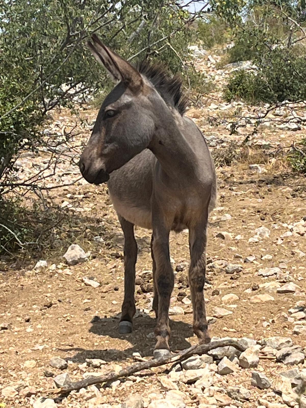Luna aus der Don Donkey's Herde auf europäischer Weide für die Herstellung frischer Eselsmilch