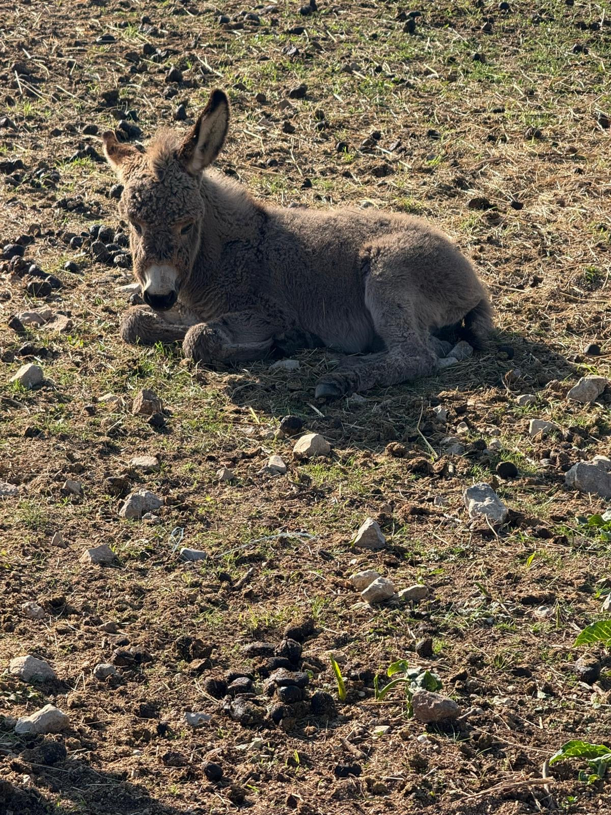 Eselfohlen in artgerechter Freilandhaltung auf einer Weide. Die nachhaltige Haltung der Esel bildet die Grundlage für hochwertige und natürliche Eselsmilch von DON DONKEY'S®.