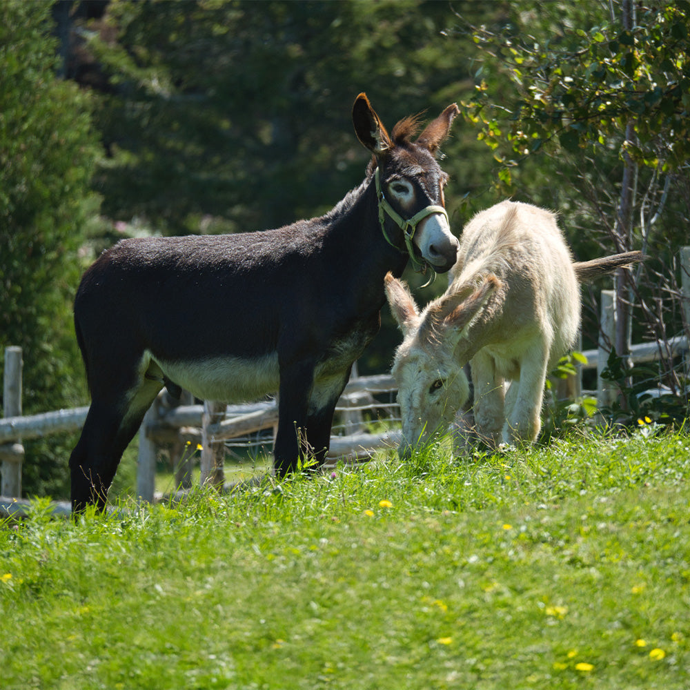 Esel auf einer grünen Weide – Artgerechte Eselhaltung als Grundlage für die Herstellung hochwertiger Eselsmilch bei Don Donkey's