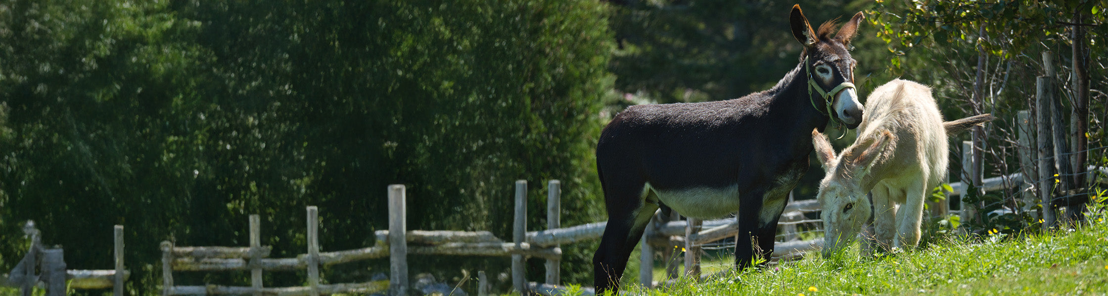 Dalmatinische Eselinnen auf europäischer Weide — DON DONKEY'S Eselsmilch Produktion