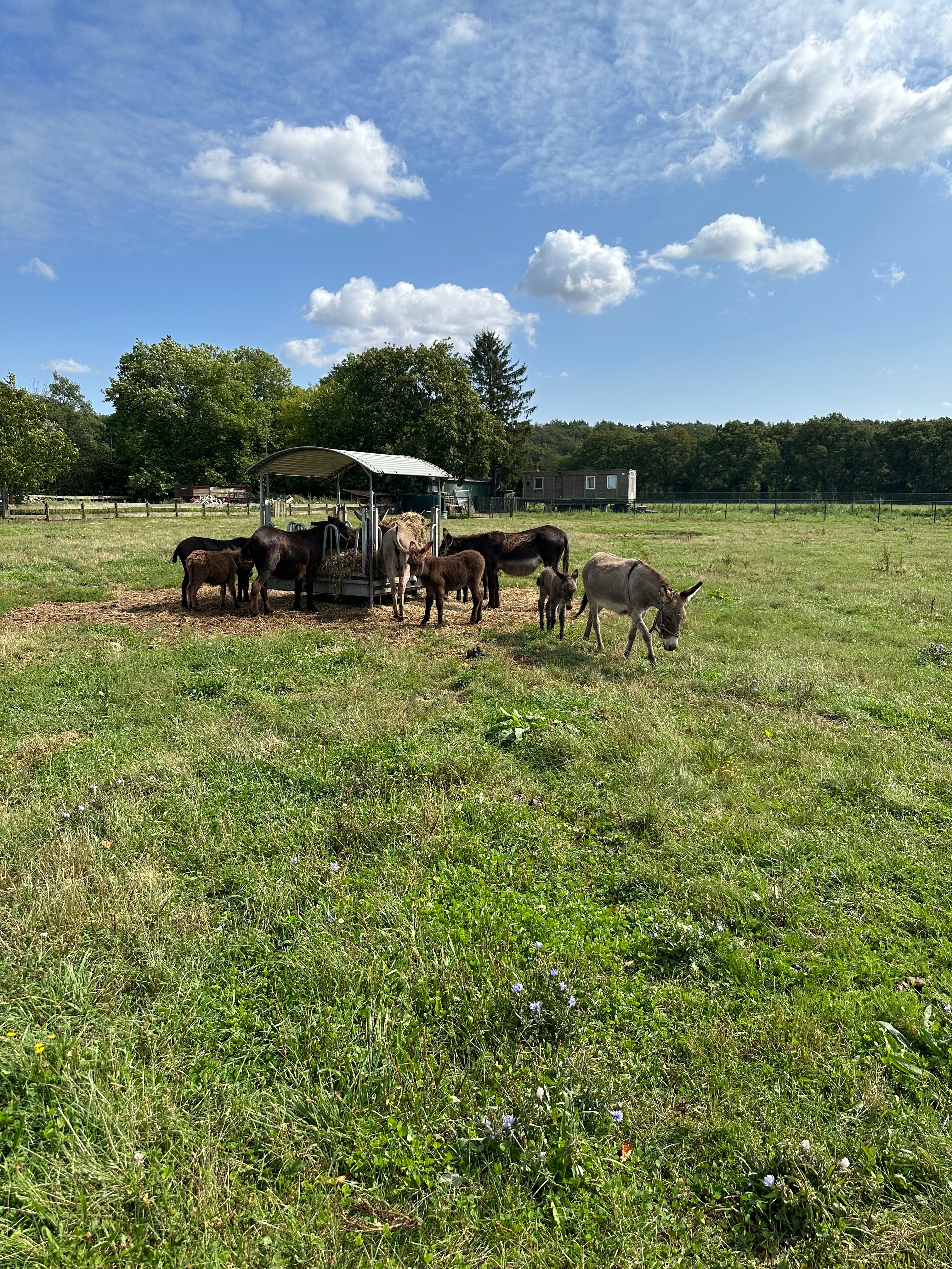 Glückliche Esel auf der Weide beim Fressen – artgerechte Haltung und natürliche Ernährung für hochwertige Eselsmilch.